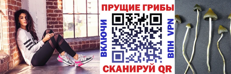 Купить закладки  Кушва  Галлюциногенные грибы Psilocybine cubensis 